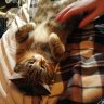 Хозяйка вредного кота